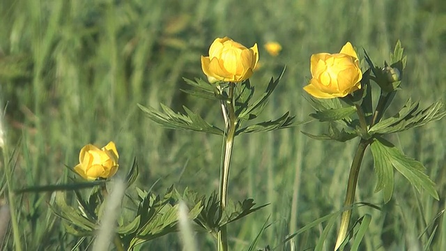 金梅草属植物。视频素材