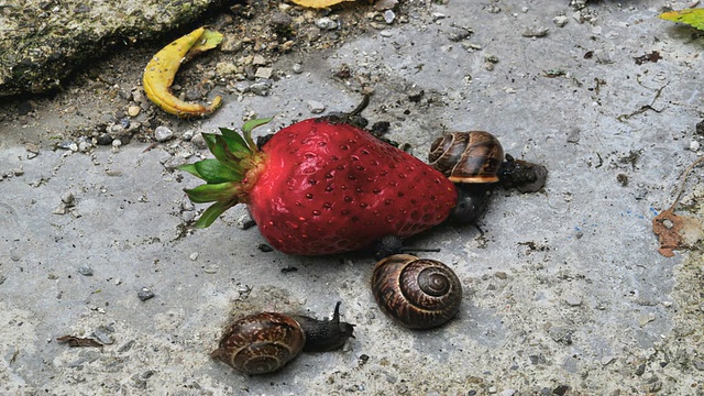 蜗牛在草莓上享受高清时光视频下载