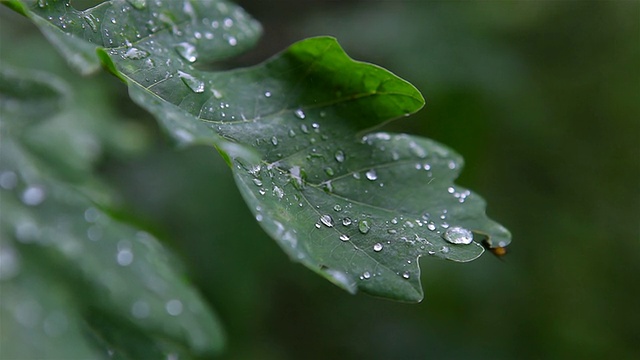 带露水的橡树叶视频素材