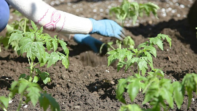 种植西红柿视频素材