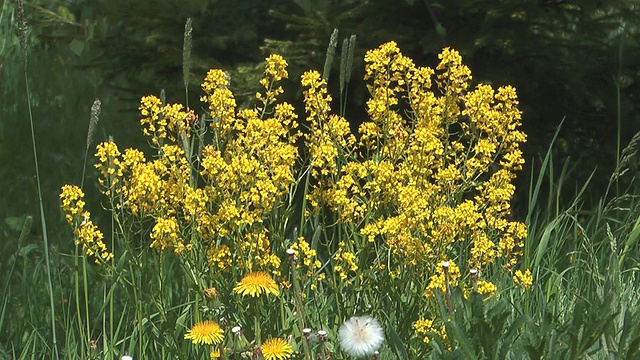 Bittercress。视频素材