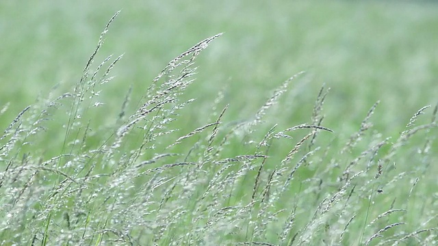 野草视频下载