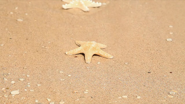 海星视频素材