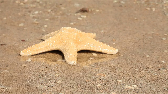 海滩上的海星视频素材