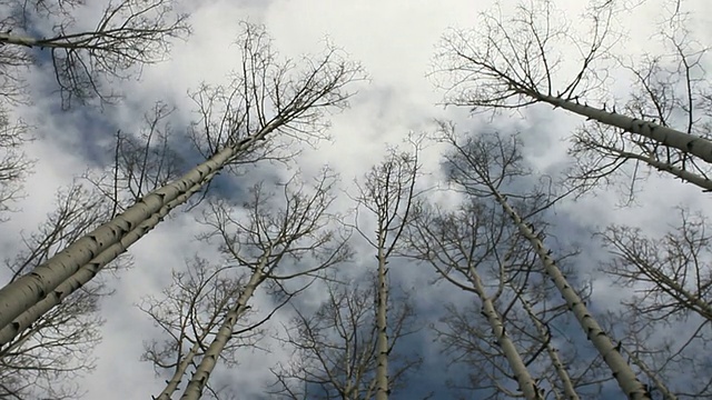 杨树时光流逝视频素材