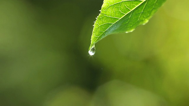 从树叶上落下的一滴水视频素材