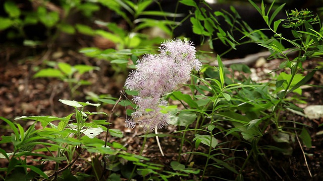 花在树林里视频素材