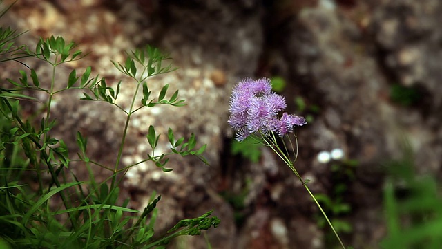 花花视频素材