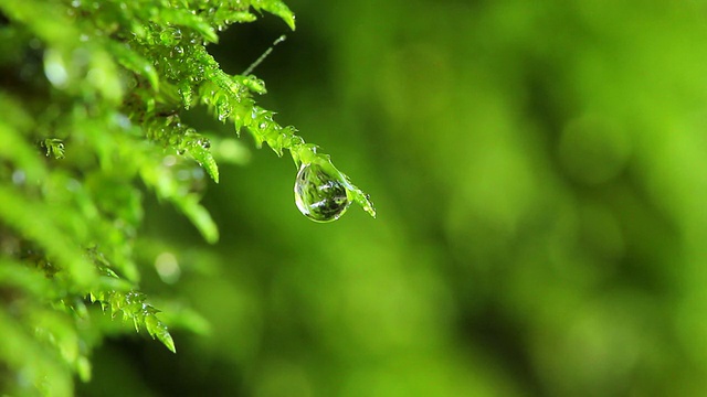 苔藓上的一滴水视频素材