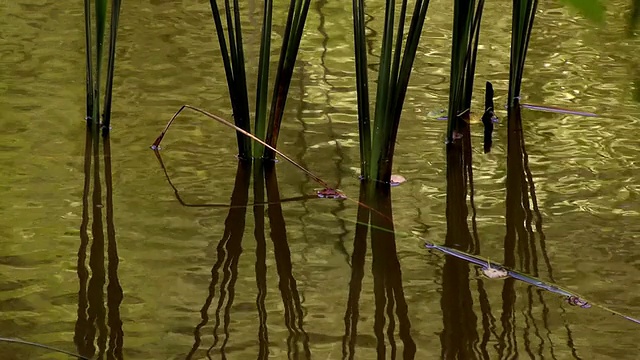 芦苇在水中倒映视频素材