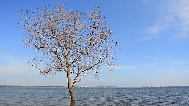 湖景视频素材