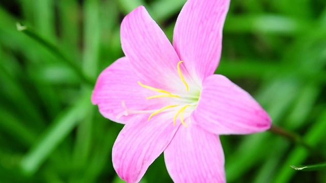 粉红色的番红花视频素材