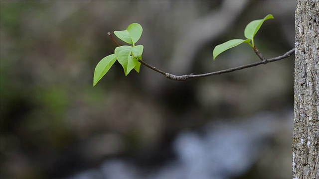 新的分支和山溪视频下载