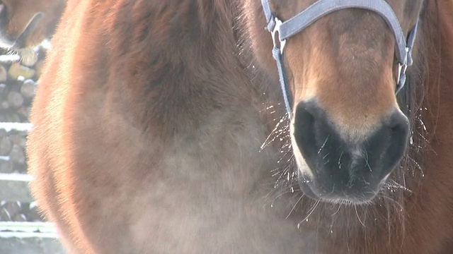 冬季役用马匹视频素材