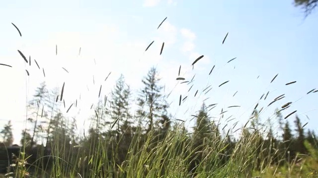 内华达山脉的柳树草地视频下载