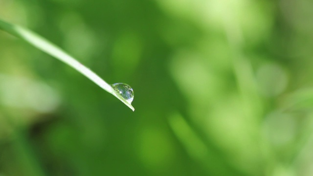 草地上的早晨视频素材