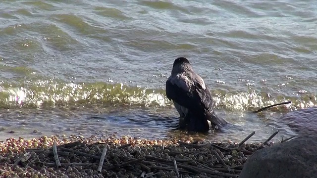 头罩乌鸦(Corvus corone)海水浴洗在海滩上视频素材