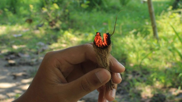 吹火绒生火视频素材