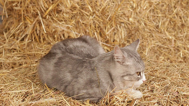 休息的猫视频素材