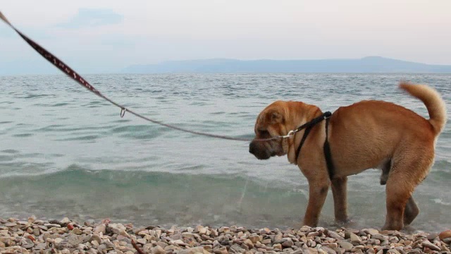 sharpei狗视频素材