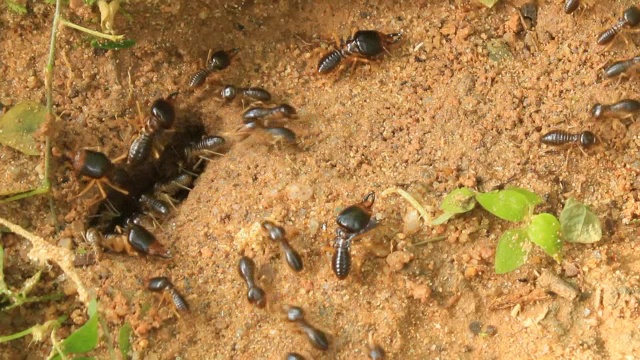 野生白蚁视频素材