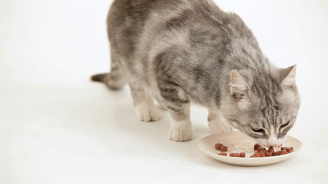 猫的肉食视频素材