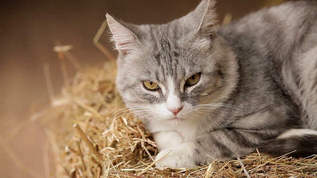 猫在一个平静的气氛视频素材