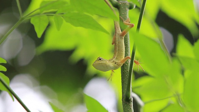 蜥蜴视频素材