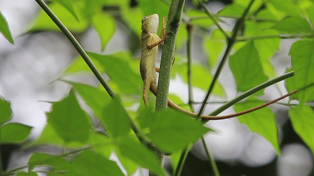 蜥蜴视频素材