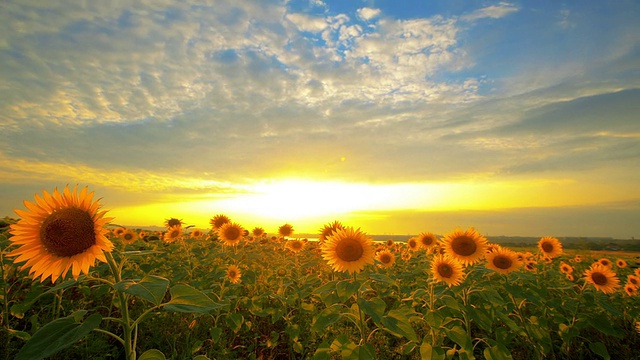 在夕阳的背景上开花的向日葵视频素材