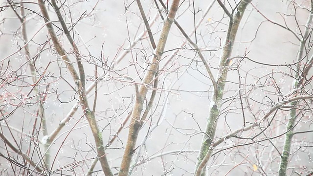 雪和风力视频素材