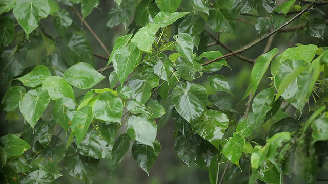 热带雨林中的雨水视频素材