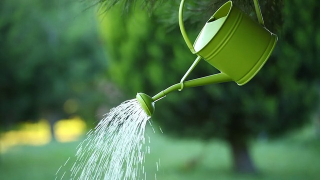 给植物浇水视频素材