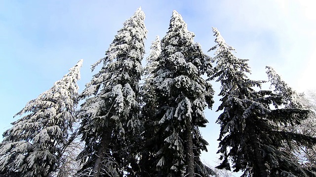 冬天雪下的树视频素材