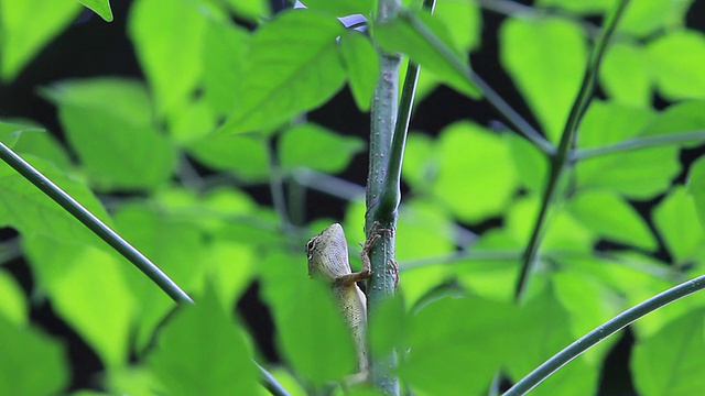 蜥蜴视频素材