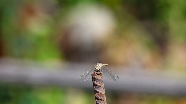 蜻蜓。视频素材