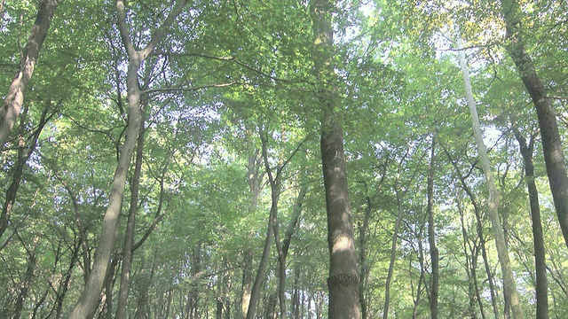 年轻人在夏季登山时在树林里远足视频素材