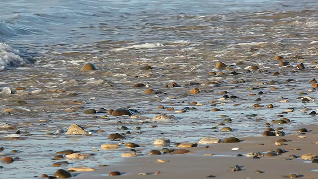 海浪和岩石滩视频素材