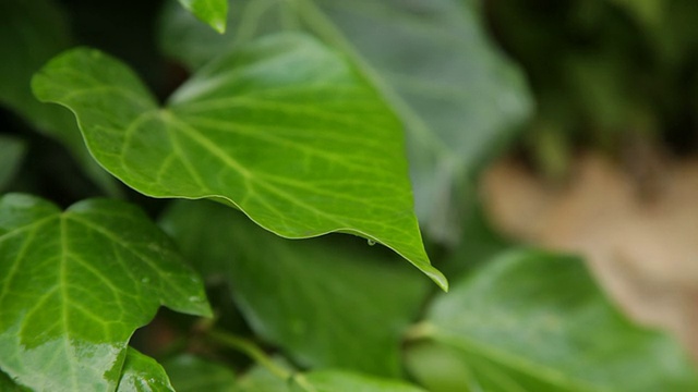 雨后的树叶视频下载