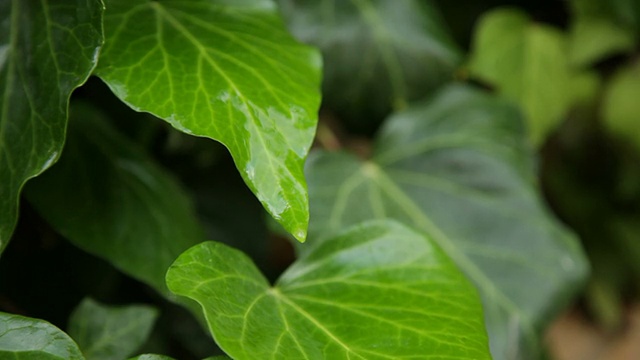 雨后的树叶视频素材