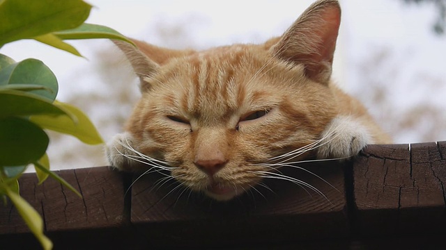 沉睡的小猫咪视频素材