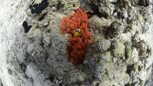 红海海葵鱼和泡泡海葵视频素材