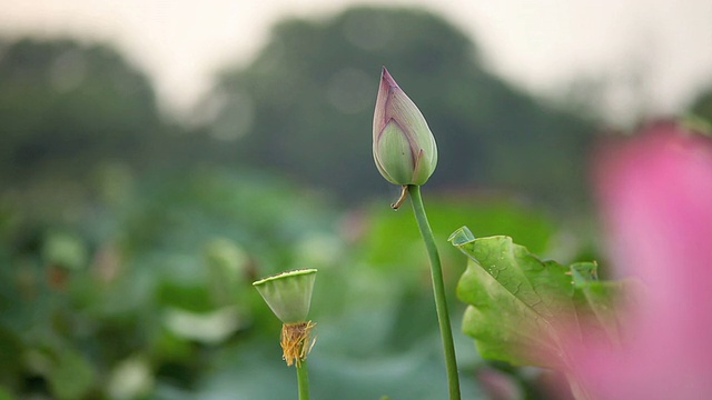 莲花芽视频下载