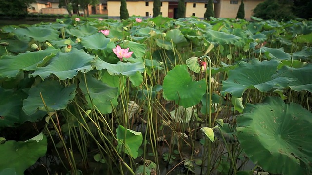 盛开的莲花视频素材