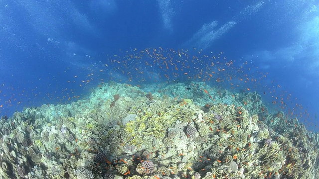 浅水中的原始硬珊瑚礁。4个视频视频素材