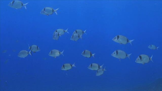 蓝水里的海鲷视频素材