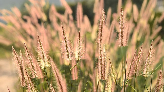 美丽的野花视频素材