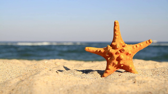 海星在海滩的背景视频素材