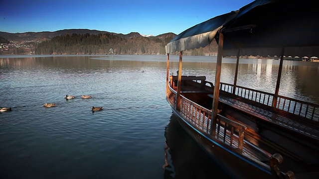 鸭子在布莱德的湖里游泳视频素材