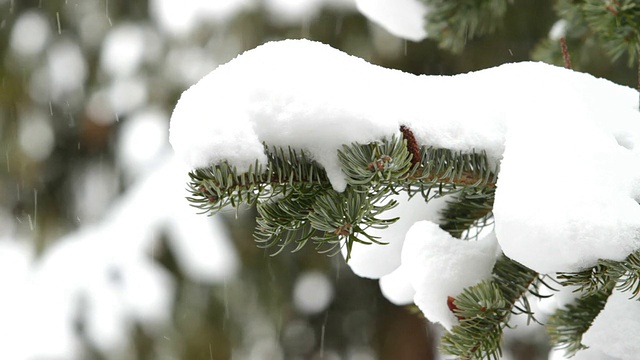 雪落视频素材